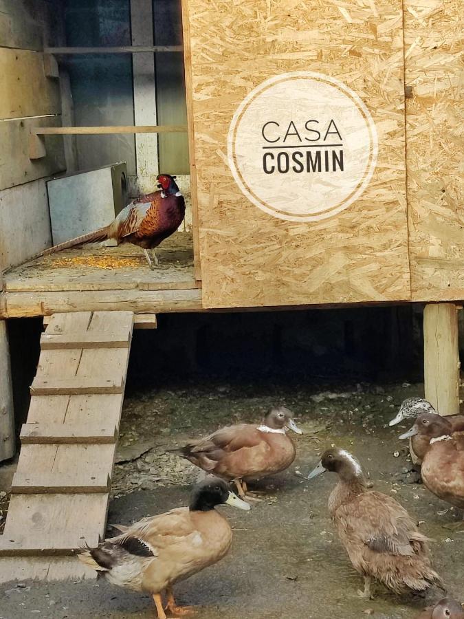 Hotel Casa Cosmin Cincu Exterior foto